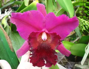 <i>Rhyncholaeliocattleya</i> Nora Dyke