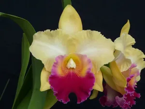 Rhyncholaeliocattleya Dal's Horizon