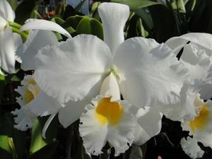 <i>Rhyncholaeliocattleya</i> Mishima Emperor