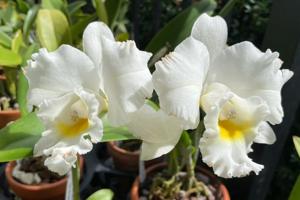 Rhyncholaeliocattleya Aussie Wedding Charm