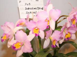 <i>Rhyncholaeliocattleya</i> Dogashima Spring