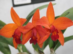 Rhyncholaeliocattleya Miracle Shot