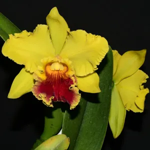 Rhyncholaeliocattleya Lawless Romeo