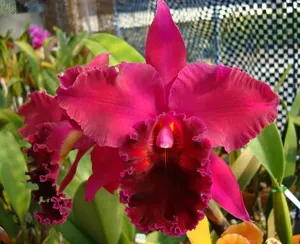 <i>Rhyncholaeliocattleya</i> Aline