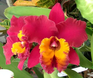 Rhyncholaeliocattleya Taiwan Sunrise
