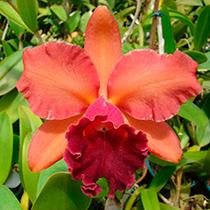 <i>Rhyncholaeliocattleya</i> Nobile's Impulse