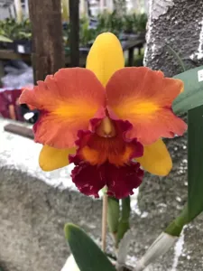 Rhyncholaeliocattleya Nobile's Tropical Sunset