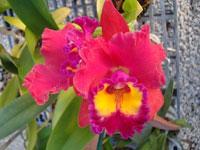 Rhyncholaeliocattleya Boonyarit Sunset