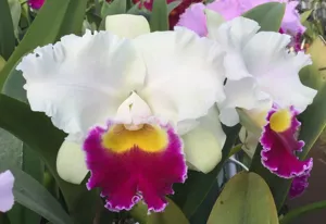 <i>Rhyncholaeliocattleya</i> Izumi Carol