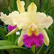 Rhyncholaeliocattleya Nobile's Sound
