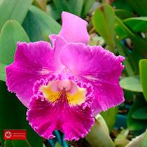 Rhyncholaeliocattleya Nobile's Cancan