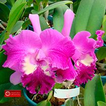 Rhyncholaeliocattleya Nobile's Cancan