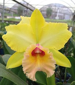 <i>Rhyncholaeliocattleya</i> Marie Constellation
