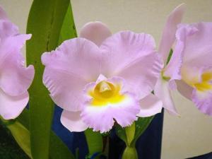 <i>Rhyncholaeliocattleya</i> Surprise Color