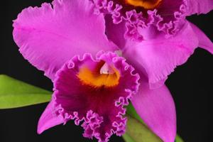 <i>Rhyncholaeliocattleya</i> Sarah Palin