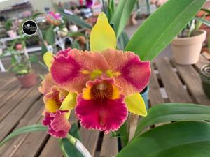 <i>Rhyncholaeliocattleya</i> Lygia Fagundes Telles