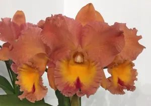Rhyncholaeliocattleya Rainbow