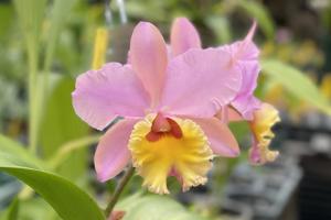 <i>Rhyncholaeliocattleya</i> Volcano Angel
