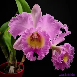 Rhyncholaeliocattleya Thaksina Pink