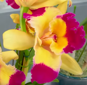 Rhyncholaeliocattleya Kina Yutasan