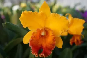 <i>Rhyncholaeliocattleya</i> Sunnystate's Yellow Chart