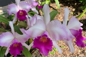 Rhyncholaeliocattleya Jim Graham