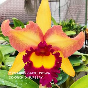 Rhyncholaeliocattleya Zamrud khatulistiwa