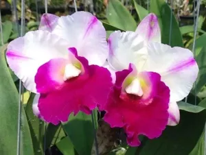 <i>Rhyncholaeliocattleya</i> Monthatip Holiday
