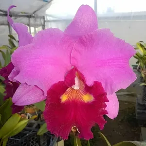 <i>Rhyncholaeliocattleya</i> Seedpot Elegance