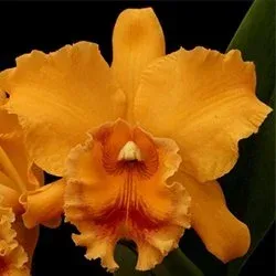 Rhyncholaeliocattleya Santa Cruz Slippers