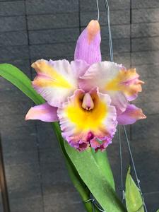 Rhyncholaeliocattleya Sonic Boom
