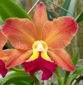 Rhyncholaeliocattleya Joseph Azofeifa