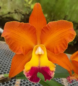 Rhyncholaeliocattleya Joseph Azofeifa