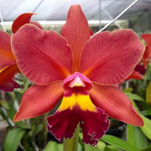 Rhyncholaeliocattleya Joseph Azofeifa