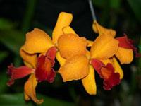 Cattleya Stacy Miyamoto