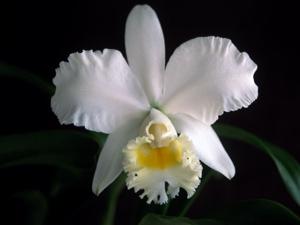 <i>Cattleya</i> Janelle