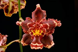 <i>Cyrtocidium</i> Aenkmaen