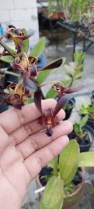 Dendrobium Black Mamba