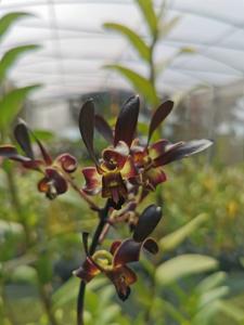 Dendrobium Black Mamba