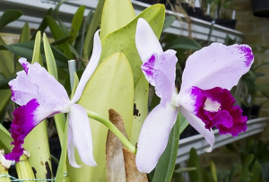 Cattleya Taiwan Beauty