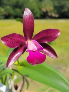 <i>Cattlianthe</i> Clair Judith Imbody