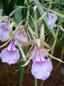 <i>Brassocattleya</i> S. y N. Pink Diamond