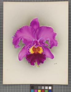 Cattleya Arcadia