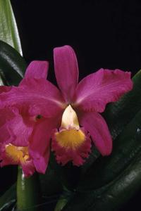 <i>Cattleya</i> Winneu