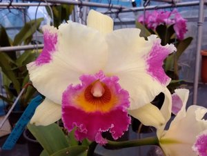 <i>Cattleya</i> Sakuna