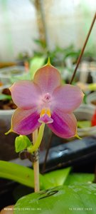 <i>Phalaenopsis</i> Mituo Blue Moon