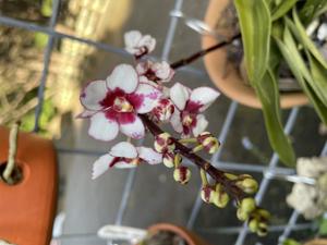 <i>Sarcochilus</i> Heidi-Zoe-Kulnura Berry