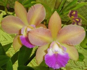 Rhyntonleya Rosella's Little Leopard