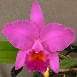 <i>Rhyncattleanthe</i> Odom's Full House