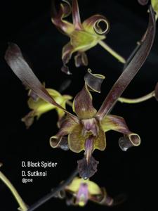 Dendrobium Lim Loong Keng